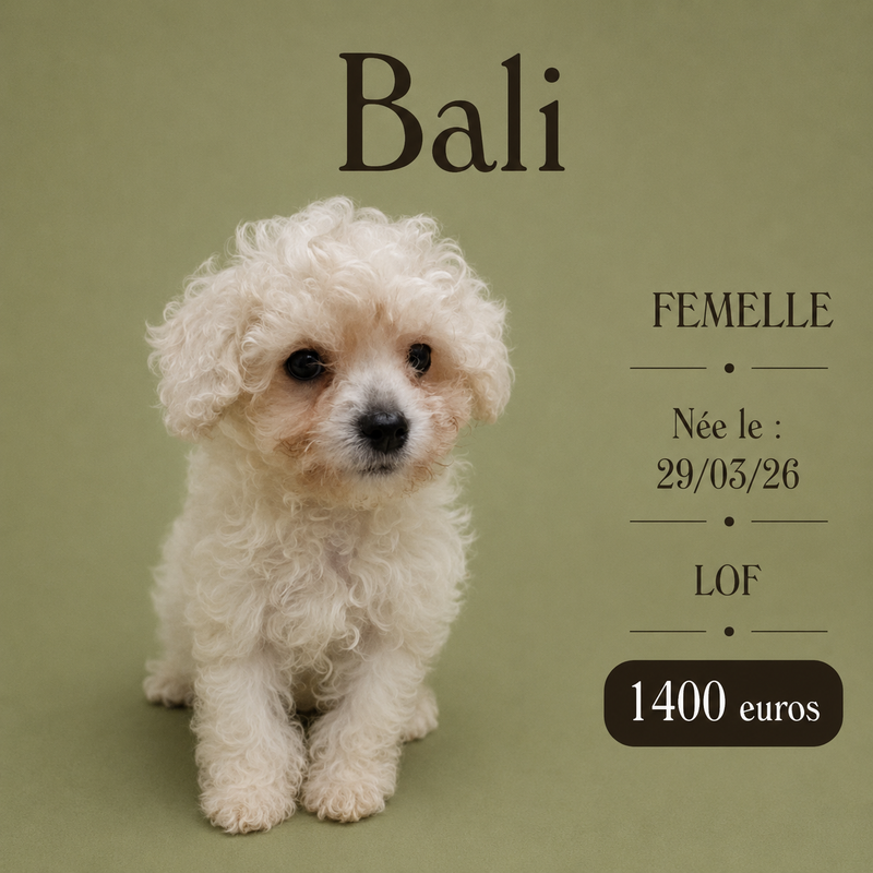 Nos Bichon Frisé