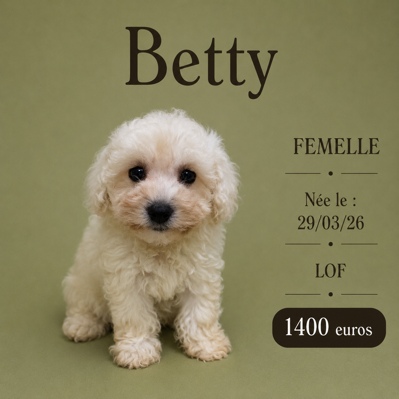 Nos Bichon Frisé