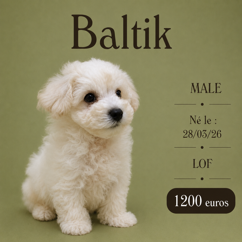 Nos Bichon Frisé