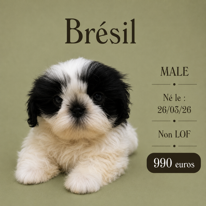 Nos ShihTzu