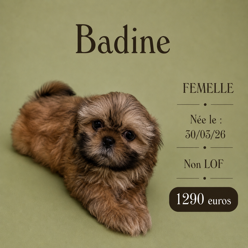 Nos ShihTzu
