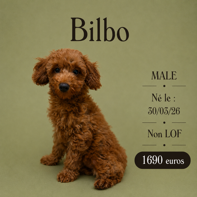Nos Caniche