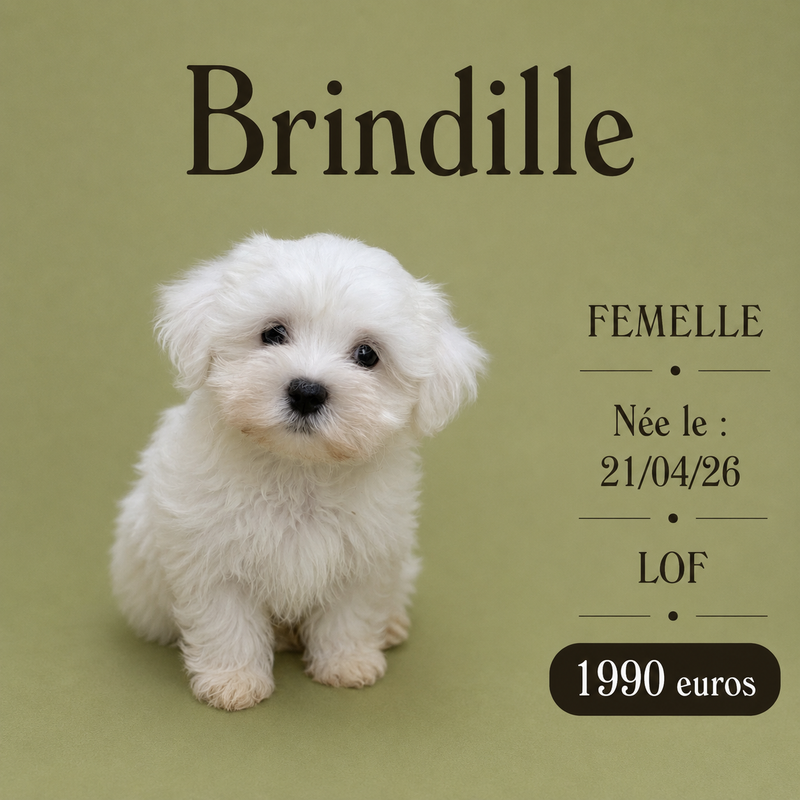 Nos Bichon Maltais