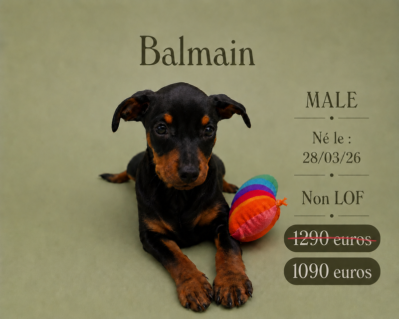 Nos Pinscher