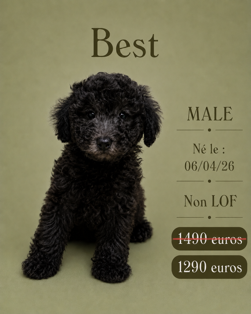 Nos Caniche