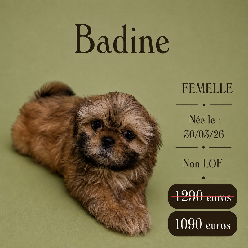 Nos ShihTzu