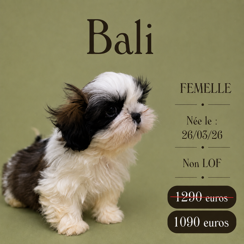 Nos ShihTzu