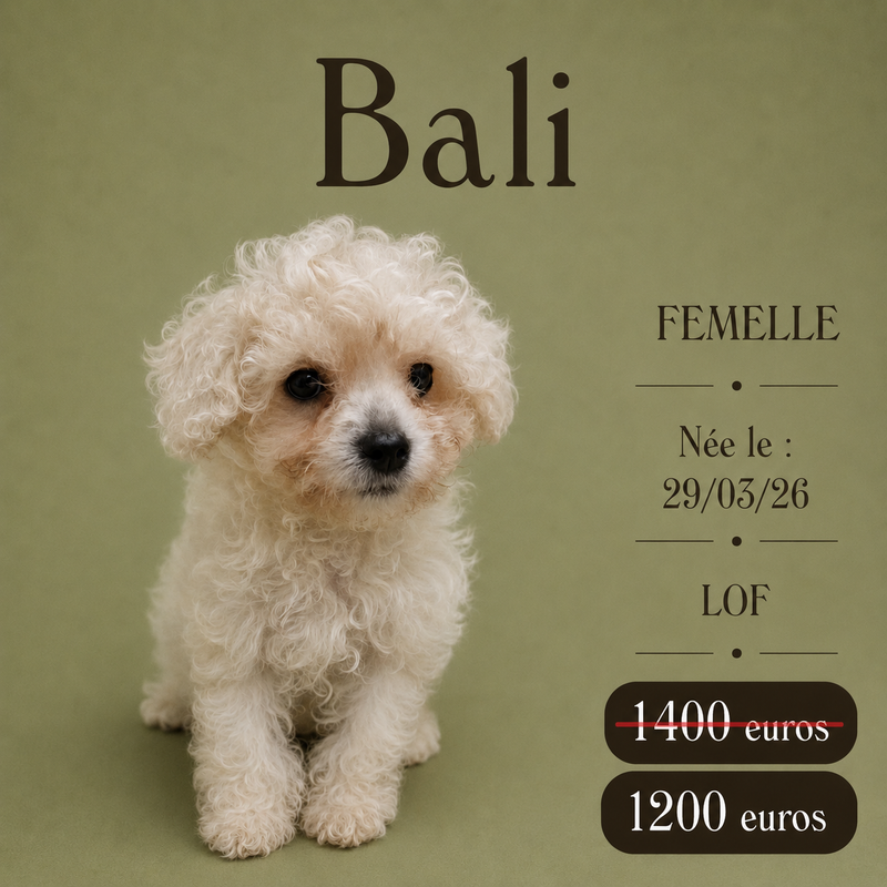 Nos Bichon Frisé