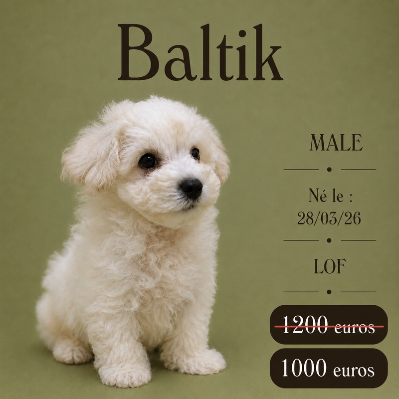 Nos Bichon Frisé