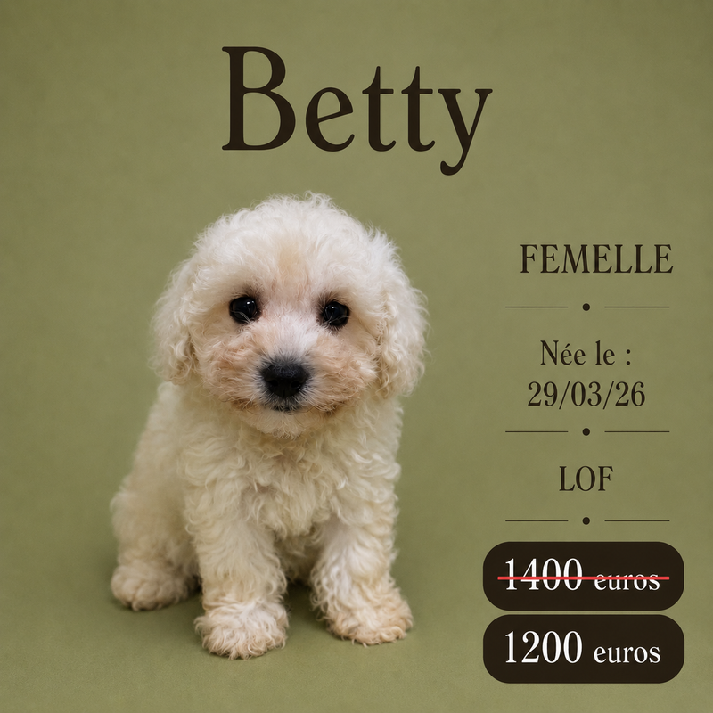 Nos Bichon Frisé