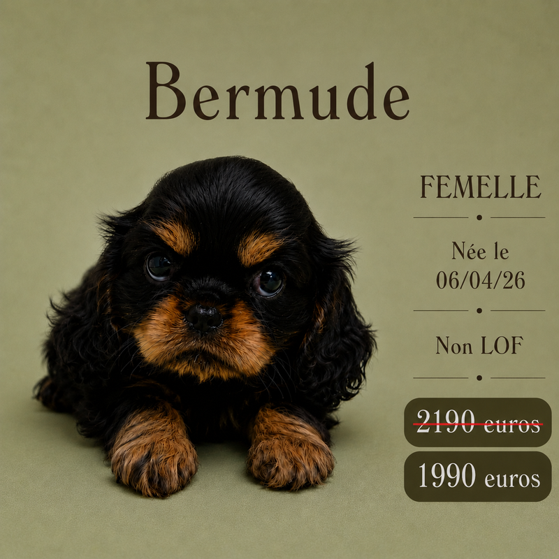 Nos Cavalier King Charles