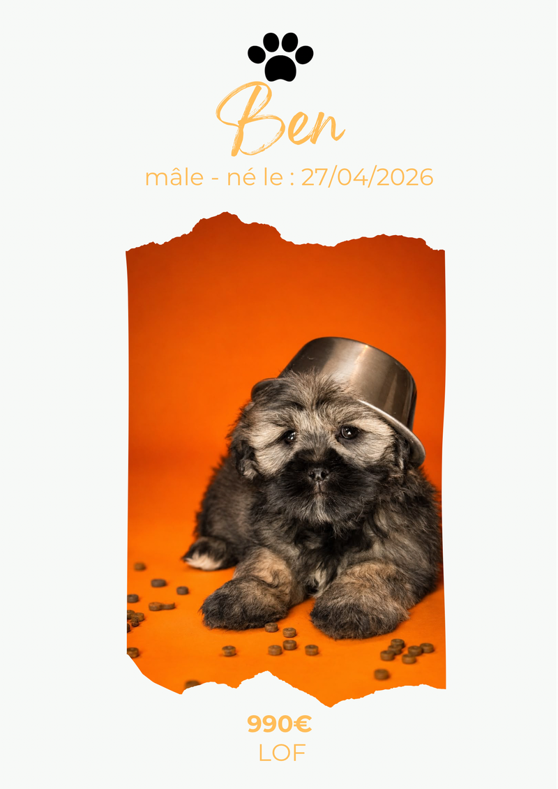 LE LHASSA APSO