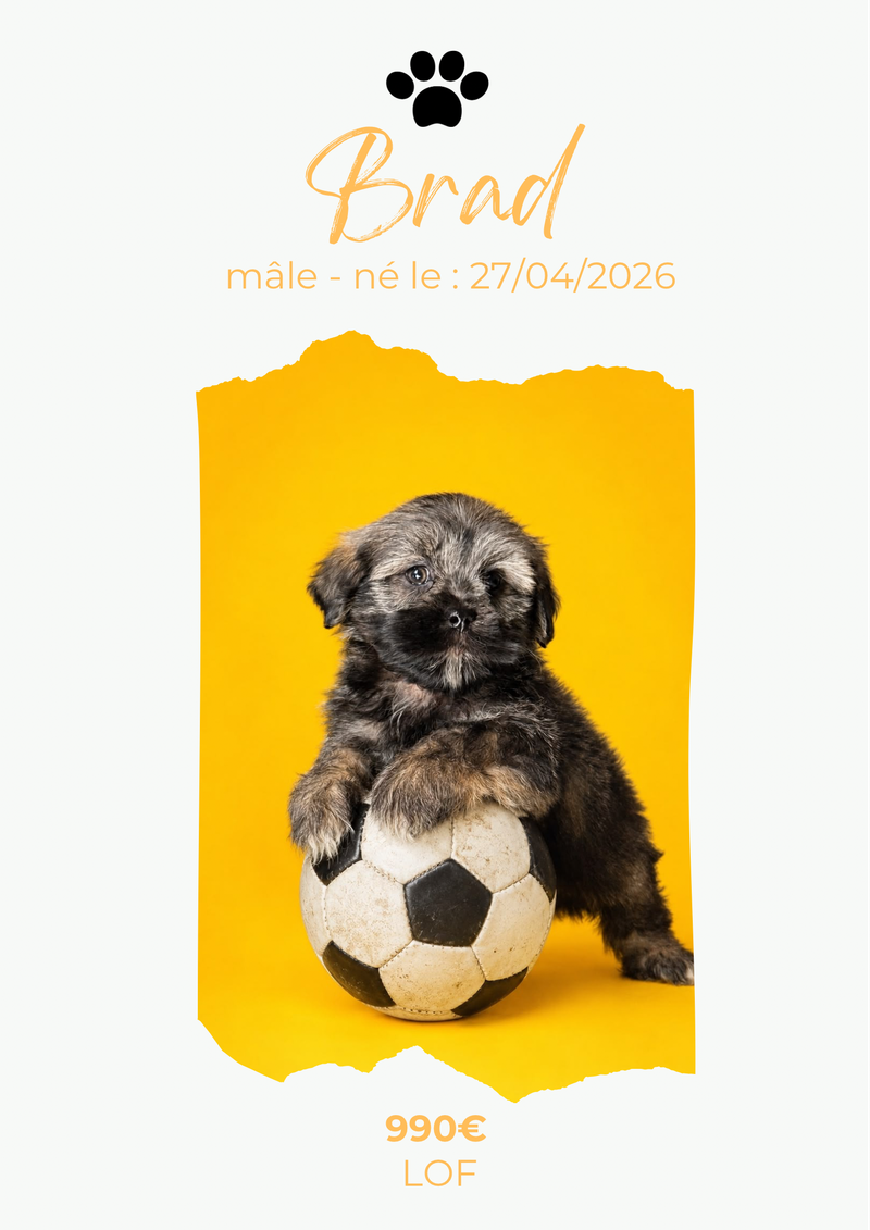 LE LHASSA APSO