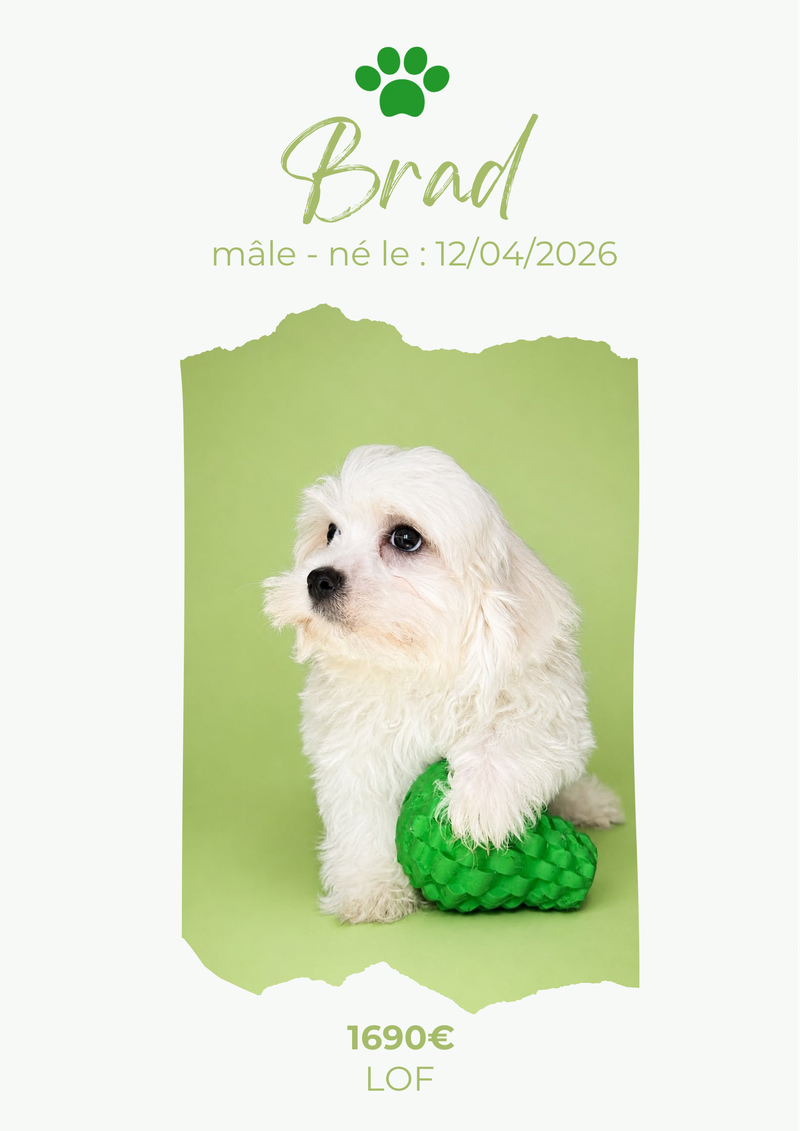 LE BICHON MALTAIS