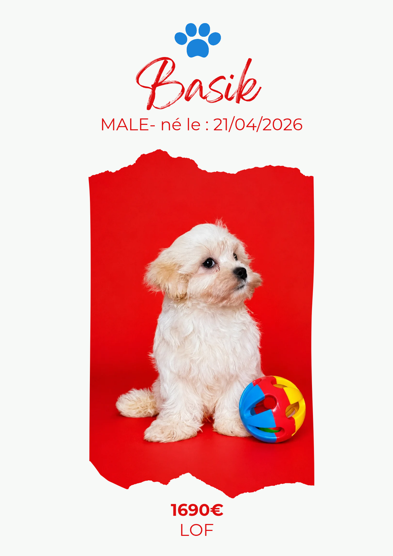 LE BICHON MALTAIS