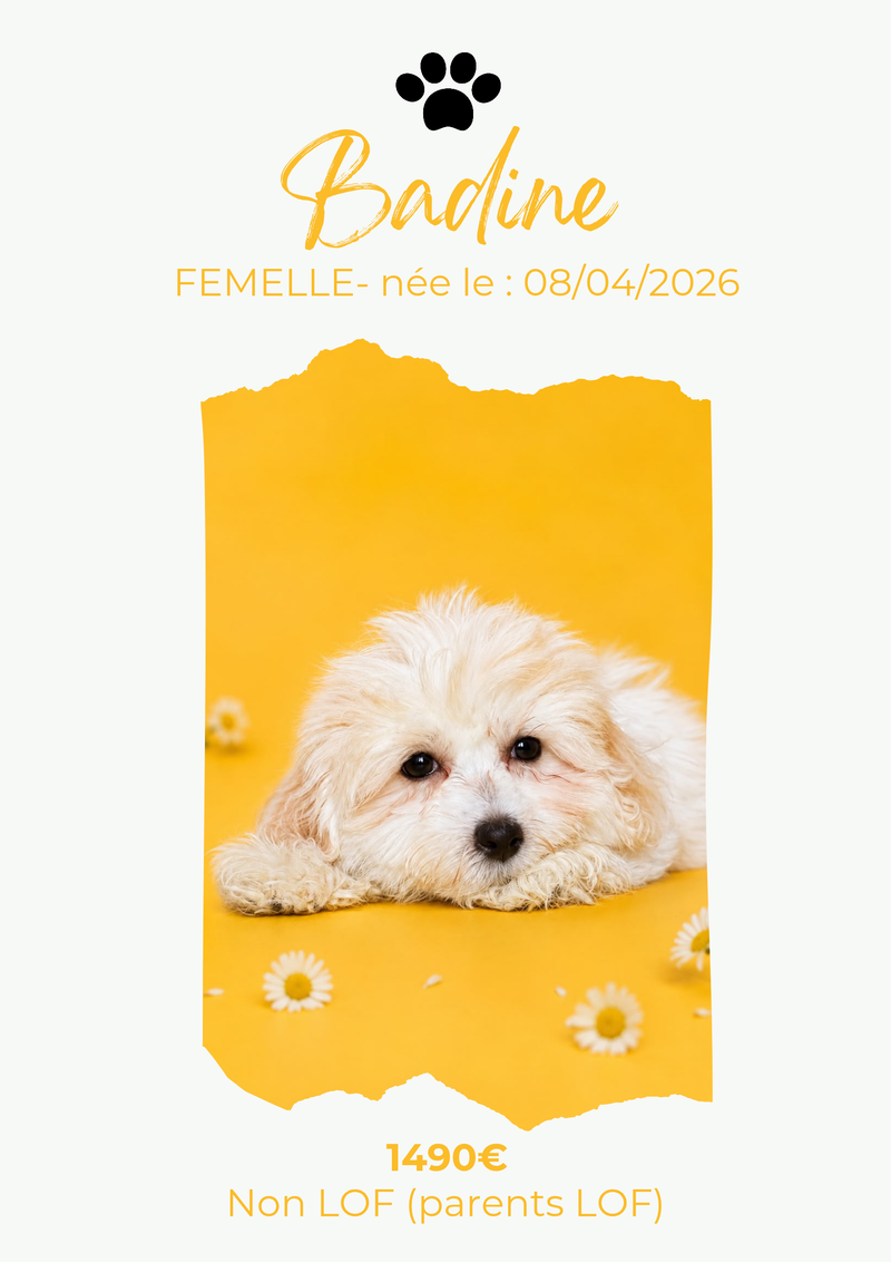 LE COTON DE TULEAR
