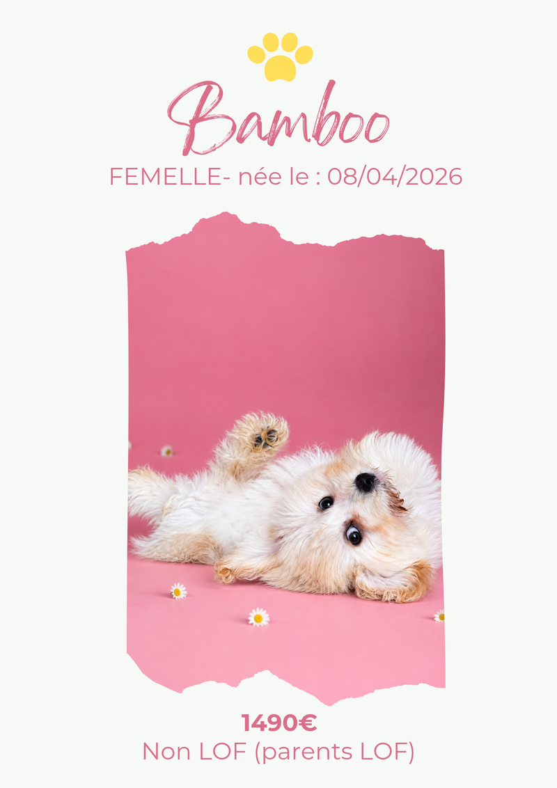 LE COTON DE TULEAR