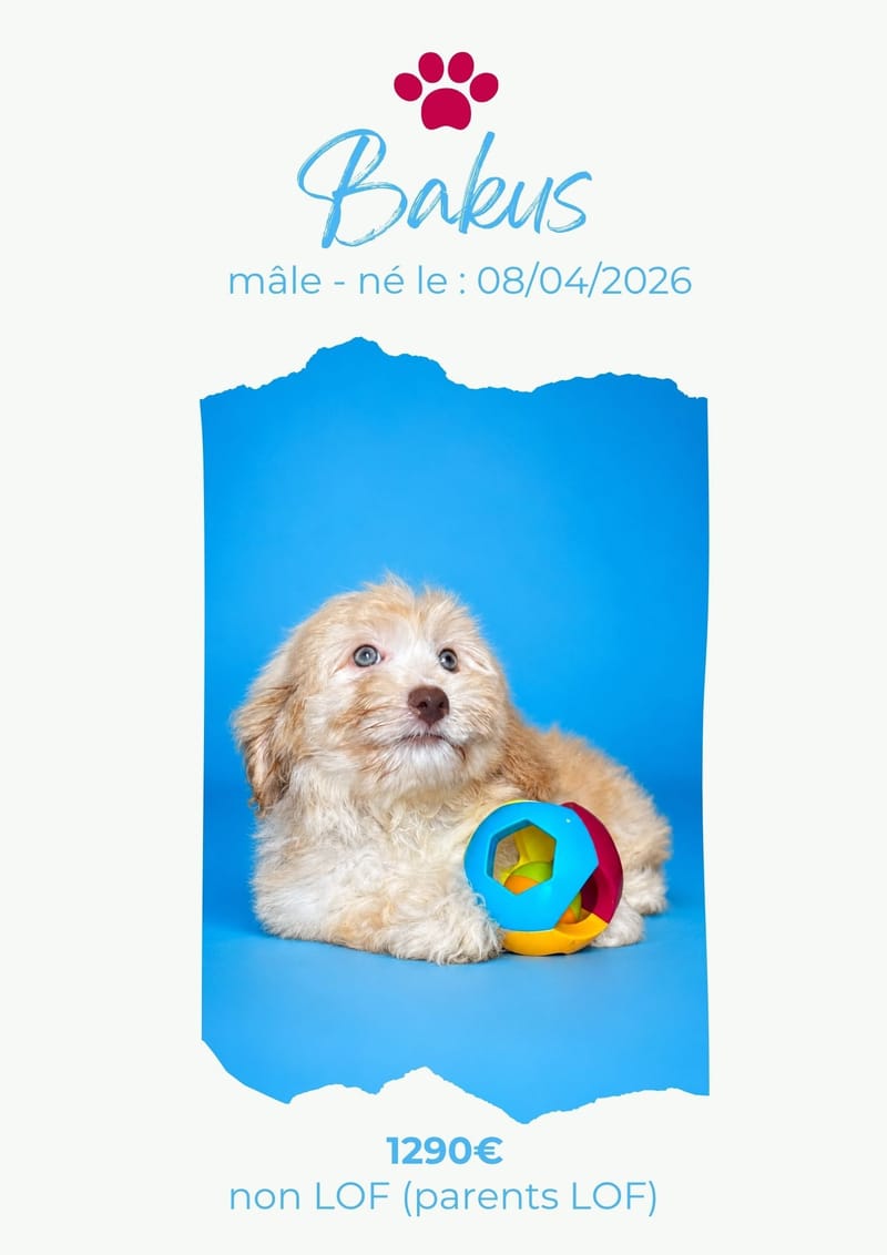 LE COTON DE TULEAR