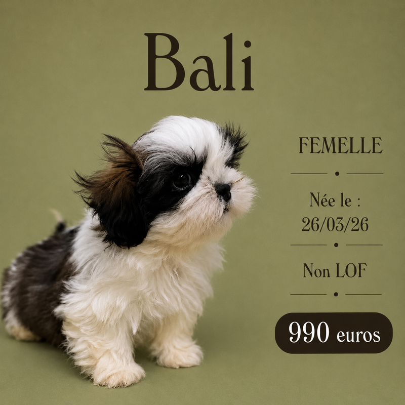 Nos ShihTzu