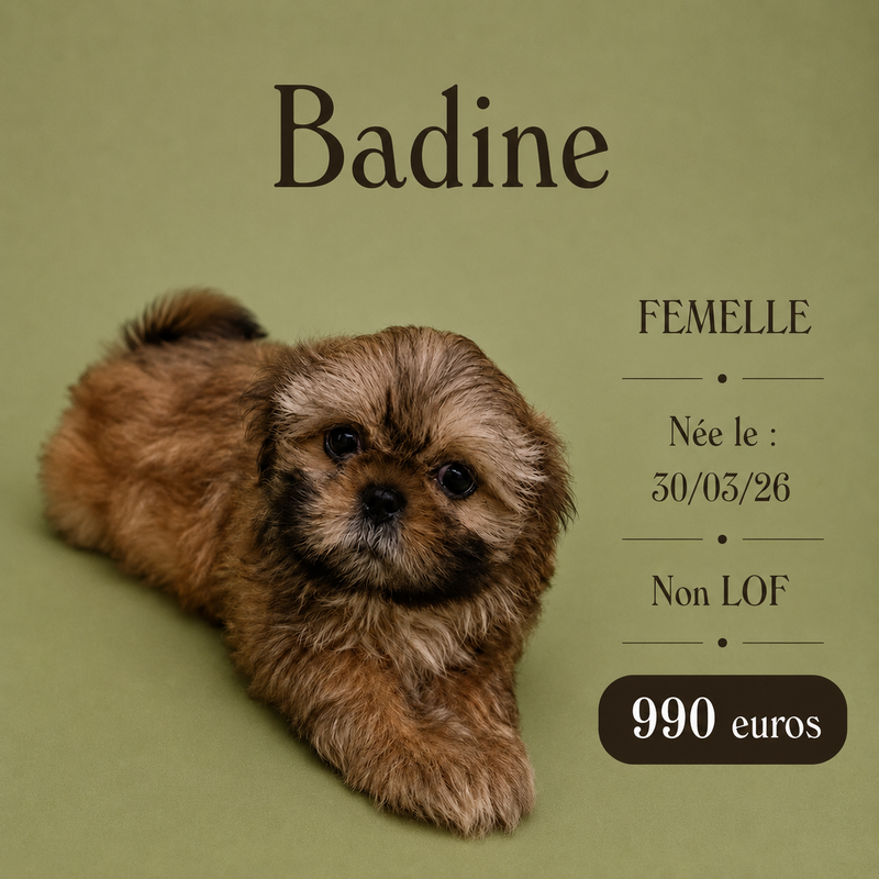 Nos ShihTzu