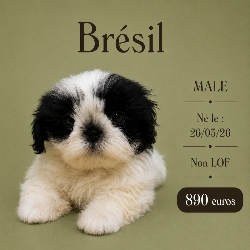 Nos ShihTzu