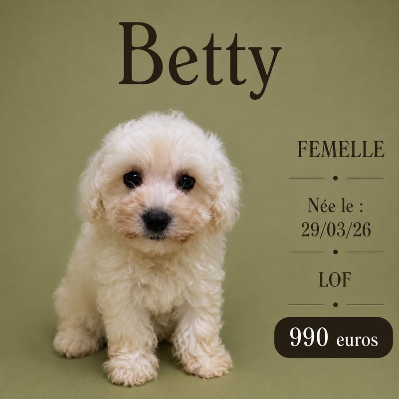 Nos Bichon Frisé