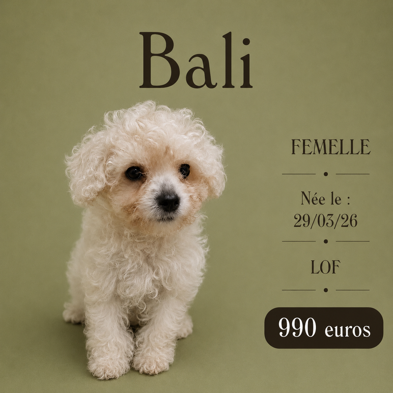 Nos Bichon Frisé