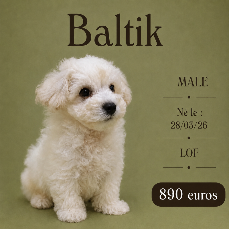 Nos Bichon Frisé