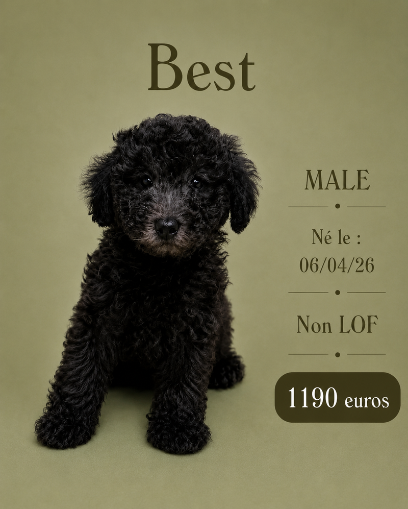 Nos Caniche