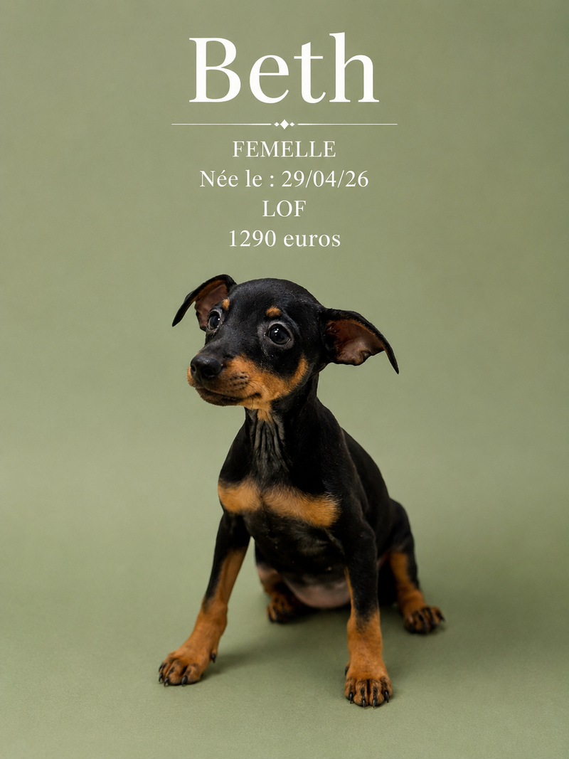 Nos Pinscher