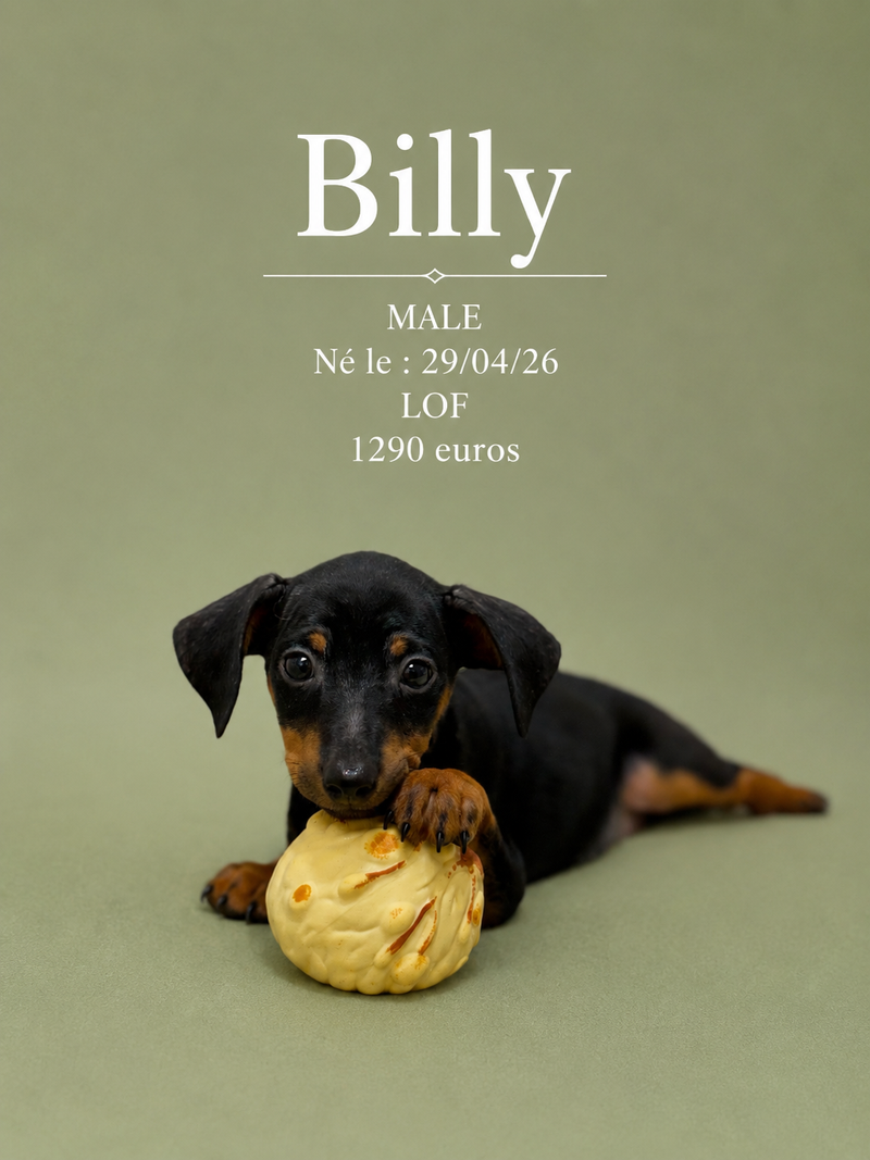 Nos Pinscher
