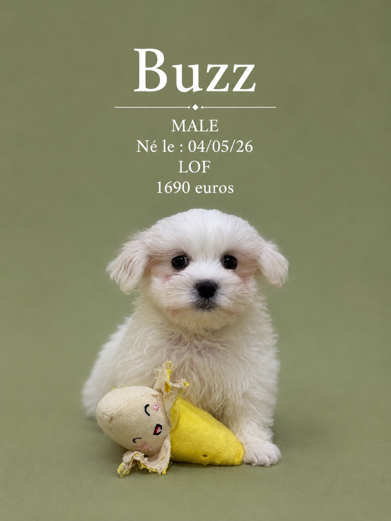 Nos Bichon Maltais