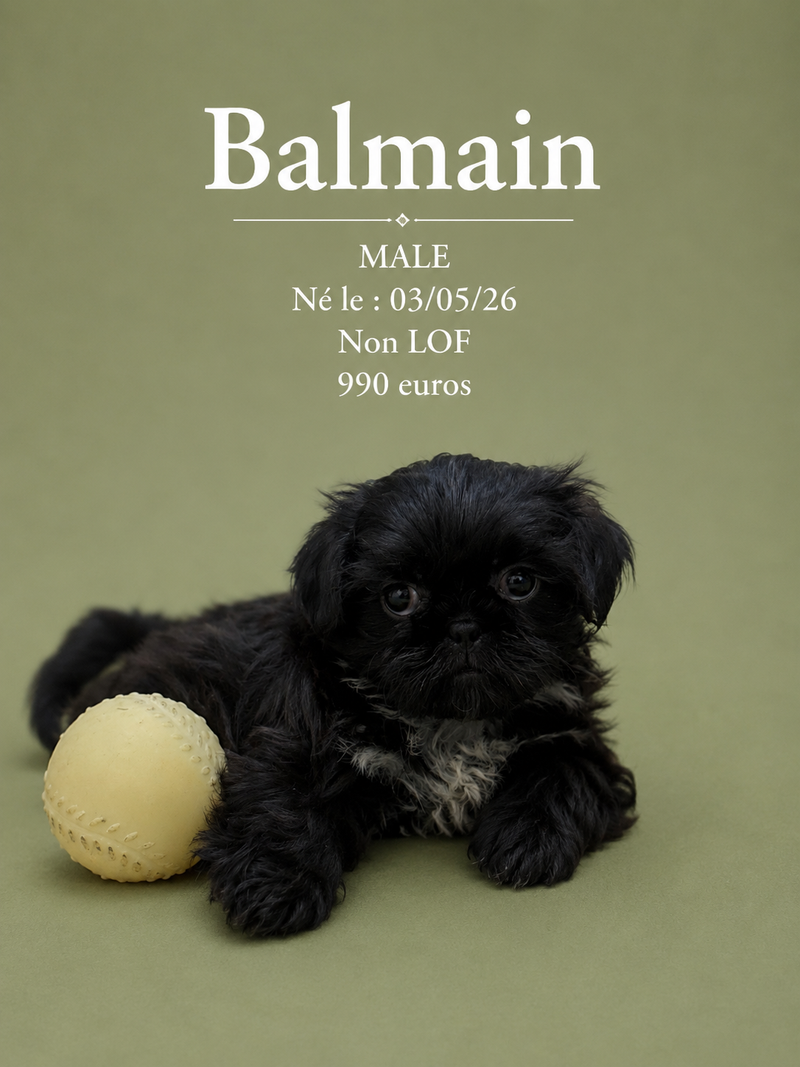 Nos ShihTzu