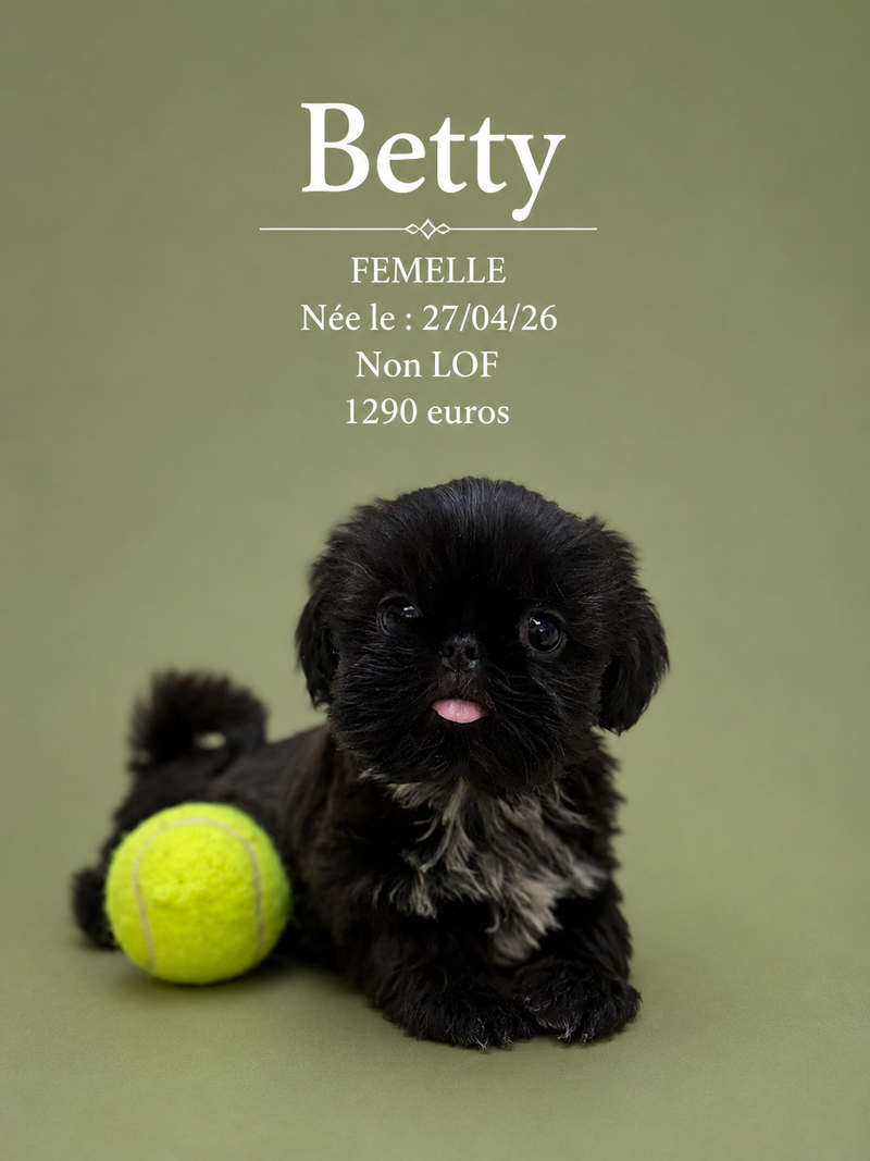 Nos ShihTzu