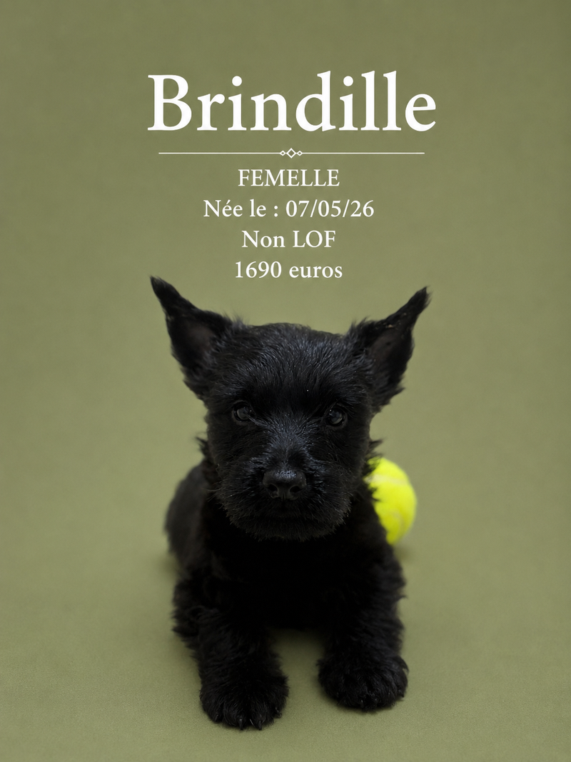 Nos Scottish-Terrier