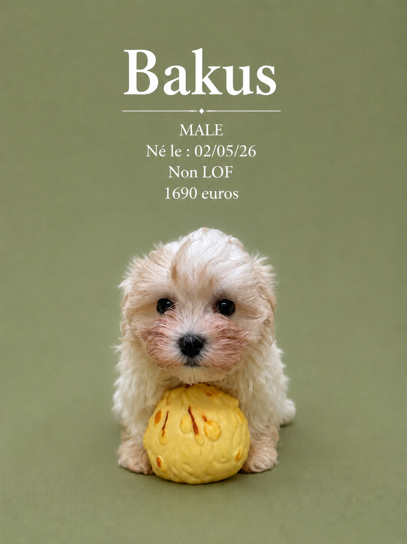 Nos Bichon Maltais