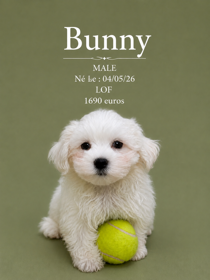 Nos Bichon Maltais