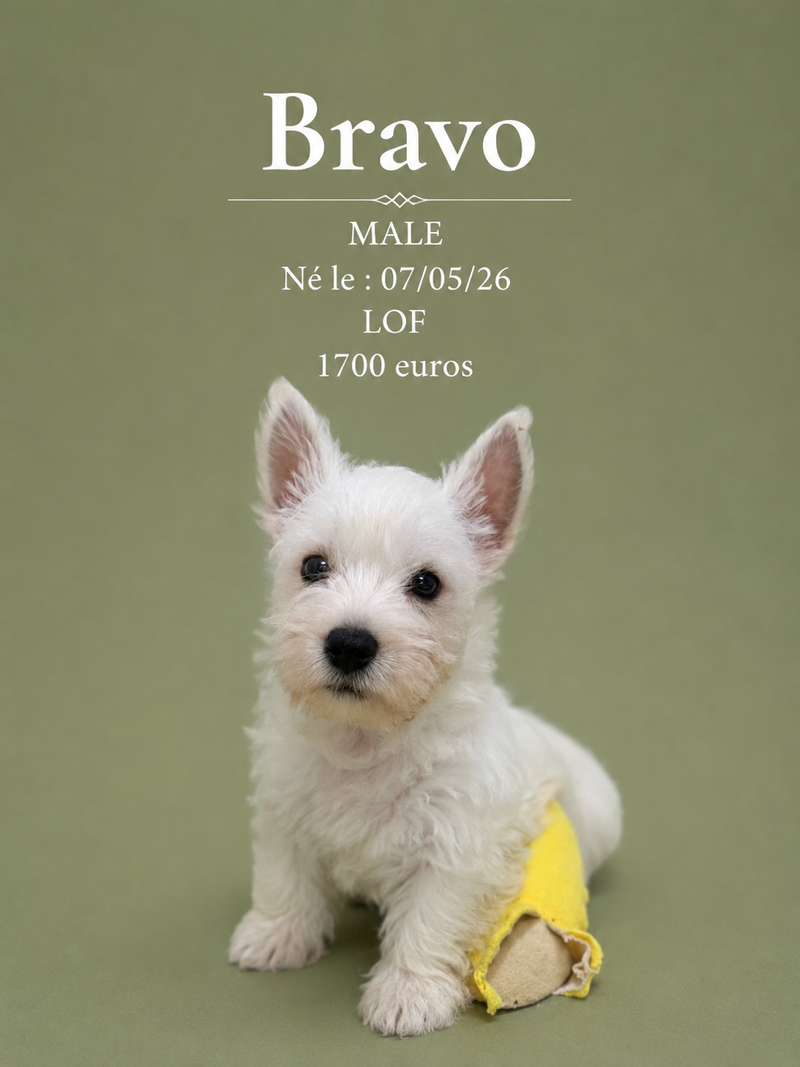 Nos Westie