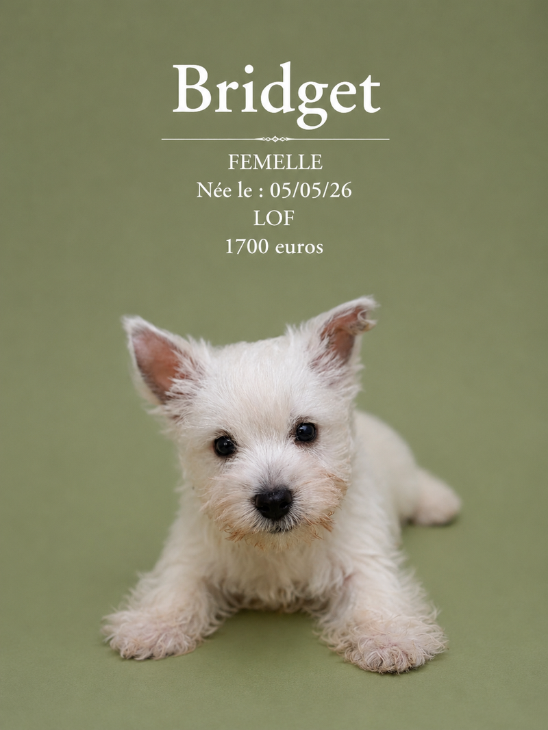 Nos Westie
