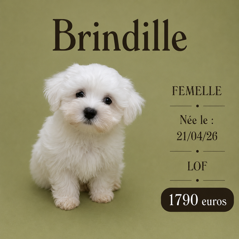 Nos Bichon Maltais