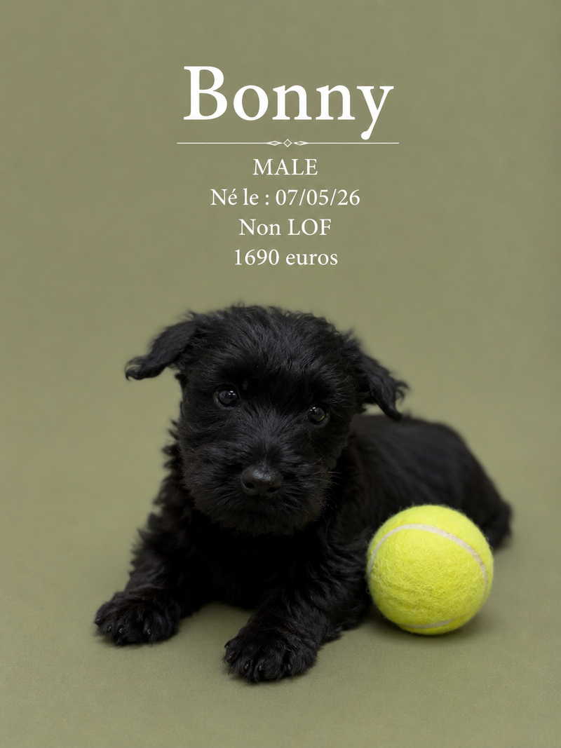 Nos Scottish-Terrier