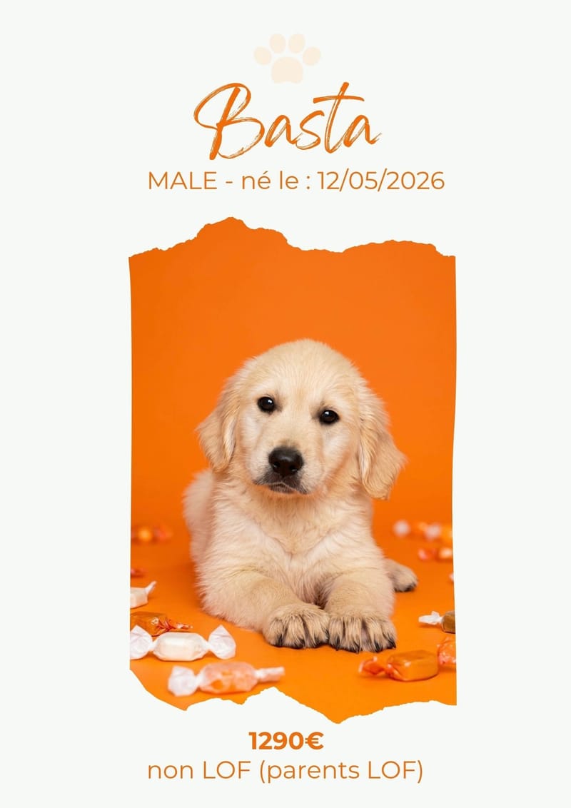 LE GOLDEN RETRIEVER