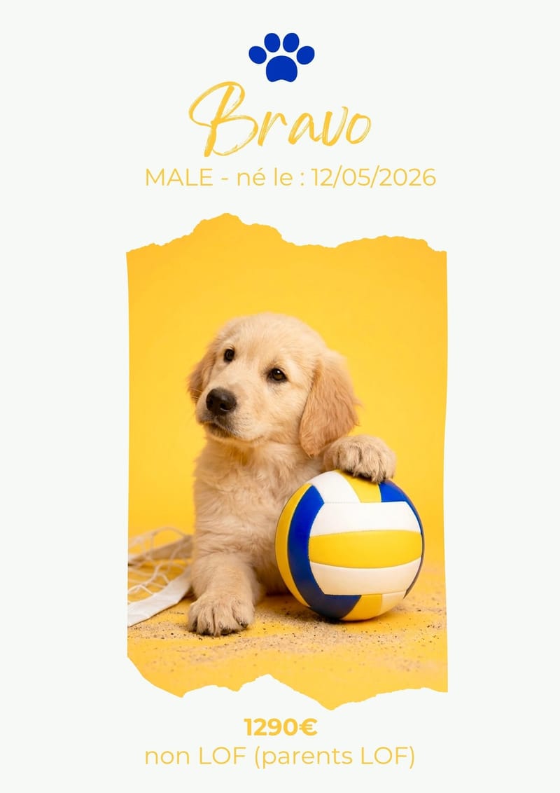 LE GOLDEN RETRIEVER