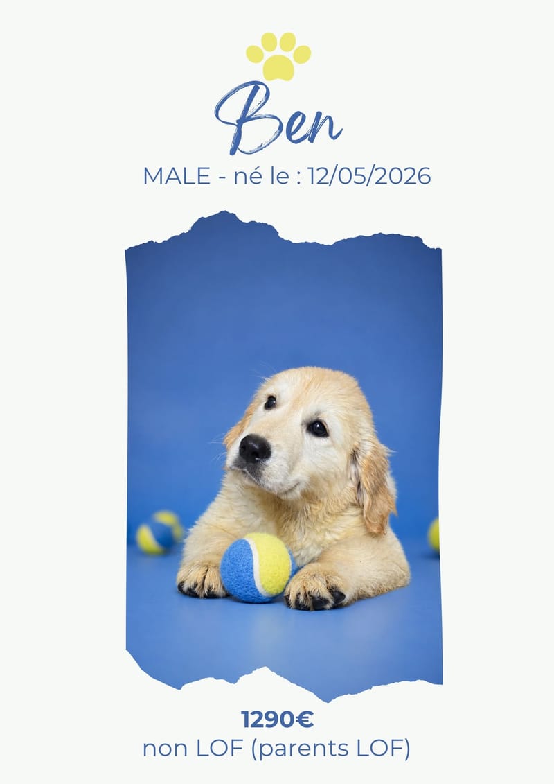 LE GOLDEN RETRIEVER