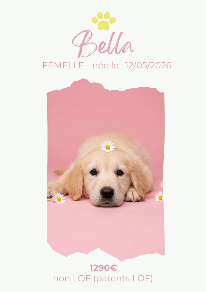 LE GOLDEN RETRIEVER