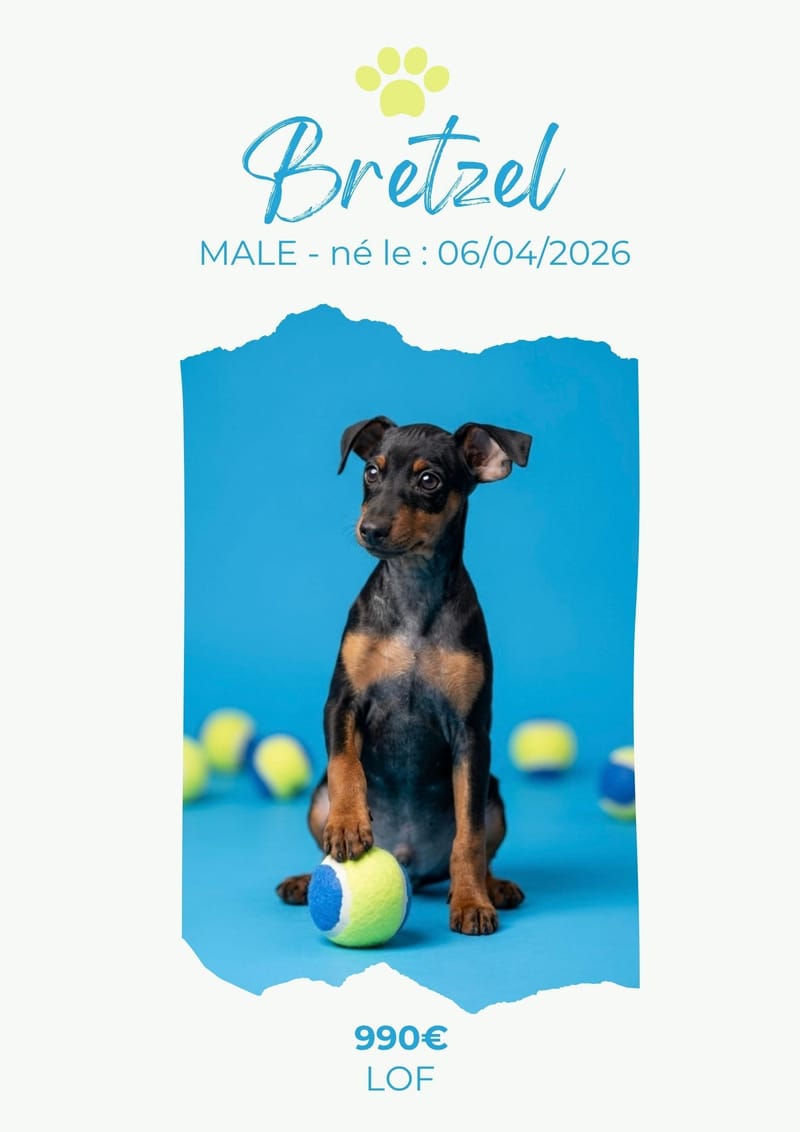 LE PINSCHER NAIN