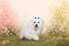 LE BICHON MALTAIS