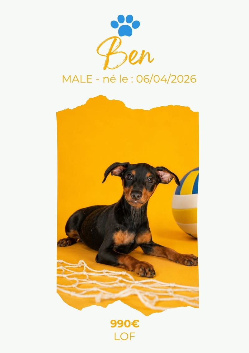 LE PINSCHER NAIN