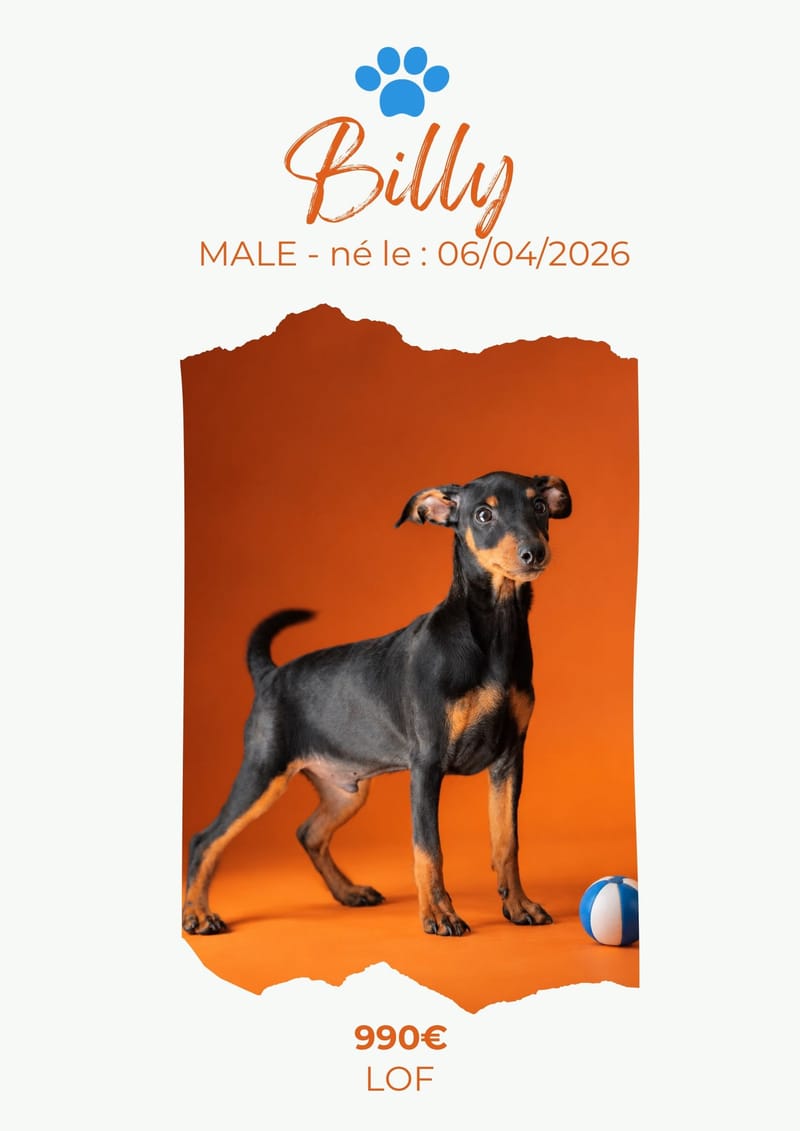 LE PINSCHER NAIN