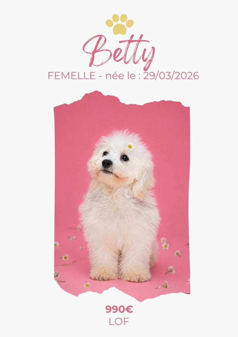 LE BICHON FRISE